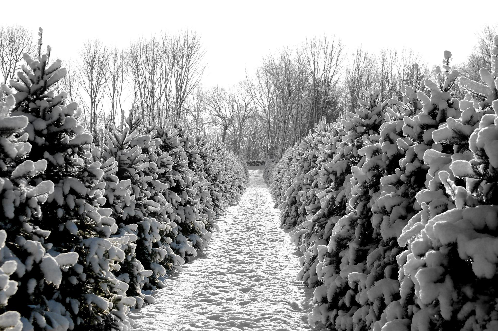 Hickory Ridge Tree Farm Visit CT